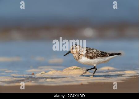 Erwachsene Sanderling Calidris alba Fütterung auf der Gezeitenlinie in Titchwell, North Norfolk. Stockfoto