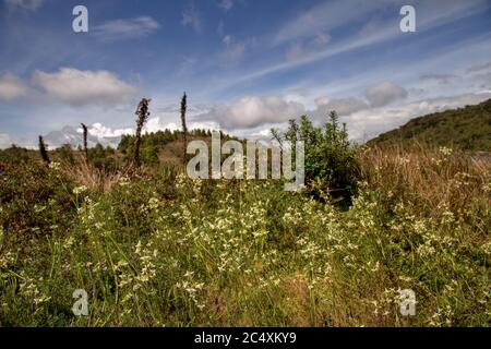 Landschaftsansicht des Teatinos paramo mit weißen kleinen Blumen im Vordergrund, auf den Higlands der Andenberge von Zentral-Kolumbien. Stockfoto