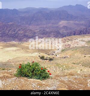 Schöne jordanische Berglandschaft im Frühling. Blühende wilde Mohnblumen auf dem Hintergrund hoher Berge und dramatischer Himmel Stockfoto