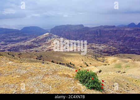 Jordanische typische Berglandschaft im Frühling. Blühende wilde Mohnblumen auf dem Hintergrund hoher Berge und dramatischer Himmel Stockfoto
