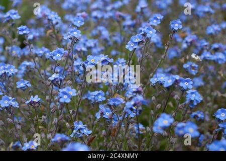 Kleine blaue Blüten genannt, Feld Vergissmeinnicht Botanischer Name Myosotis Arvensis eine Art von Vergissmeinnicht Stockfoto