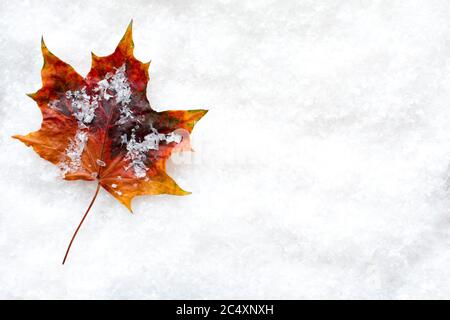 Lebendige Herbstblatt im Schnee liegt mit Kopieplatz auf dem Hintergrund für Ihre eigene Nachricht links zusammengesetzt Stockfoto