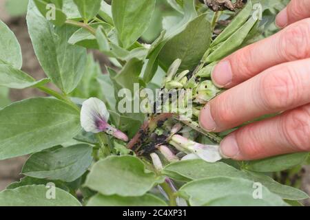 Aphis fabae über Vicia faba 'Bunyards Ausstellung'. Befall der Schwarzfliege, einer Art Blattlaus, auf das weiche Wachstum einer breiten Bohnenpflanze. GROSSBRITANNIEN Stockfoto