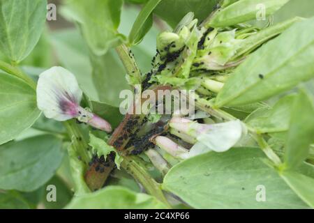 Aphis fabae über Vicia faba 'Bunyards Ausstellung'. Befall der Schwarzfliege, einer Art Blattlaus, auf das weiche Wachstum einer breiten Bohnenpflanze. GROSSBRITANNIEN Stockfoto