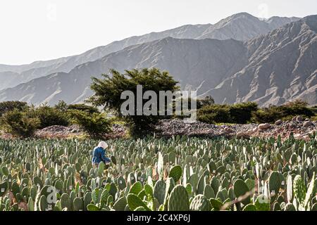 Kaktus mit Cochonilla infiziert für die Herstellung von Emaille-Farbstoffen. Nasca, Abteilung von Ica, Peru. Stockfoto