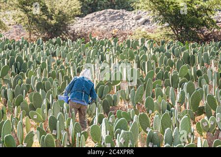 Kaktus mit Cochonilla infiziert für die Herstellung von Emaille-Farbstoffen. Nasca, Abteilung von Ica, Peru. Stockfoto