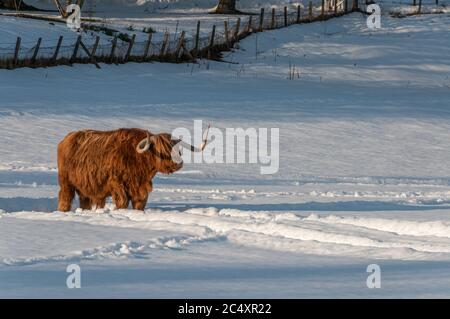Eine Hochlandkuh, die während eines Winteruntergangs inmitten eines schneebedeckten Feldes in den Highlands von Schottland steht Stockfoto