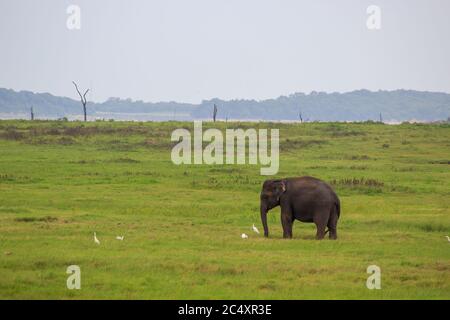 Elefantenbaby und Savannenvögel auf einem grünen Feld entspannend. Konzept der Tierpflege, Reisen und Wildtierbeobachtung. Stockfoto