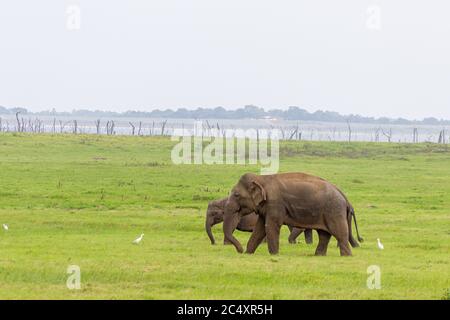 Elefantenbaby mit Mutter und Savannenvögeln auf einem grünen Feld entspannend. Konzept der Tierpflege, Reisen und Wildtierbeobachtung. Stockfoto