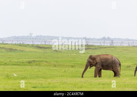 Elefantenbaby und Savannenvögel auf einem grünen Feld entspannend. Konzept der Tierpflege, Reisen und Wildtierbeobachtung. Stockfoto