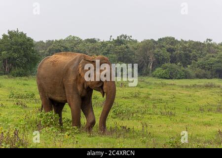 Elefant auf einem grünen Feld entspannend. Konzept der Tierpflege, Reisen und Wildtierbeobachtung. Stockfoto