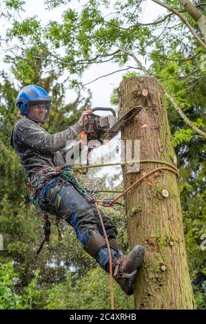 Mit einer Kettensäge einen hohen Baumstumpf abschneiden. Stockfoto