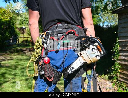 Ein Baumchirurg oder Baumpfer, der sein Sicherheitsgeschirr mit einer Kettensäge und Sicherheitsleinen trägt Stockfoto