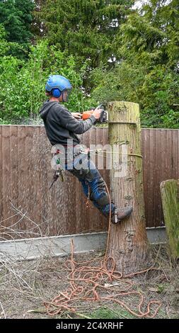 Ein Baumchirurg oder Baumpfer schneidet mit einer Kettensäge einen kleinen Baumstumpf. Stockfoto