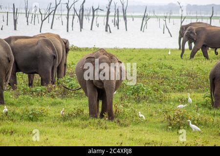 Elefantenbaby, Erwachsene Elefanten und Savannenvögel auf einem grünen Feld entspannen. Konzept der Tierpflege, Reisen und Wildtierbeobachtung. Stockfoto