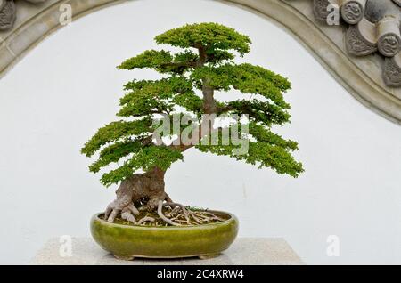 Bonsai Pflanzen befinden sich in den China-Topf Stockfoto