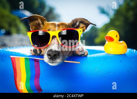 Hund am Meeresstrand auf ihuahuasummer Urlaub, mit coolen Sonnenbrillen und Regenbogen lgbt Flagge für Homosexuell Stolz, hinter Palmen Stockfoto