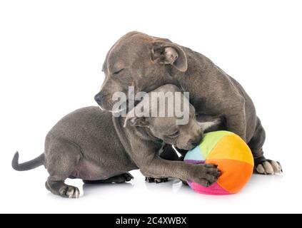 Welpen Staffordshire Bull Terrier vor weißem Hintergrund Stockfoto