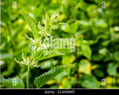 Gewöhnliche Brennnessel. Detaillierte Darstellung der Blätter und Samen einer gewöhnlichen Brennnessel mit Unkraut, das in Unschärfe fällt. Stockfoto