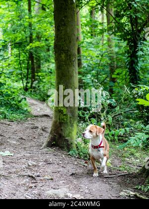 Hund auf einem Waldwanderweg. Ein aufmerksamer junger Hund, der einen Spaziergang entlang eines Pfades in einem typisch englischen Wald genießt. Stockfoto