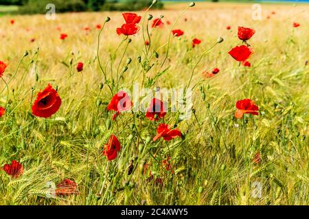 Getreidefeld in Schleswig-Holstein an der Eckernförder Bucht im Sommer mit einzelnen Mohnblumen Stockfoto