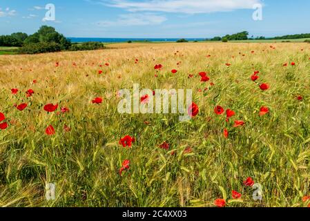 Getreidefeld in Schleswig-Holstein an der Eckernförder Bucht im Sommer mit einzelnen Mohnblumen Stockfoto