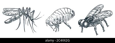 Symbole für blutsaugende Insektenparasiten. Vektor handgezeichnete Skizze gefährliche Bugs Illustration. Moskito, Laus, Floh und Fliege, isoliert auf weißem Hintergrund Stock Vektor