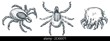 Bloodsucking ixodes Zecken und Staub Milbe Bug Symbole, isoliert auf weißem Hintergrund. Vektor handgezeichnete Skizzendarstellung. Insektenparasiten, deren Bisse ein Stock Vektor