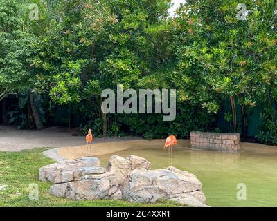 Rosa und Orange flamingos Napping und Spazieren in einem Stift in einem Zoo. Stockfoto