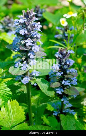 Bumel (ajuga reptans), Nahaufnahme, zeigt zwei blühende Pflanzen, die durch das Unterholz aufwachsen. Stockfoto