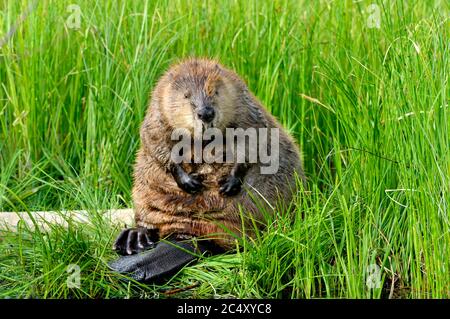 Ein erwachsener männlicher Biber (Castor canadensis), der im üppigen, tiefen Gras sitzt und sein Bauchfell an seinem Biberteich in der Nähe von Hinton Alberta Canada aufpreht Stockfoto