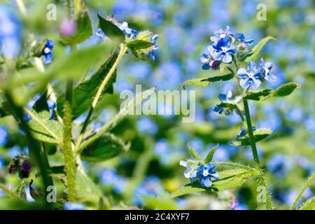 Grüner Alkanet oder Evergreen Alkanet (pentaglottis sempervirens), Nahaufnahme einer einzigen blühenden Pflanze isoliert von den vielen um sie herum. Stockfoto
