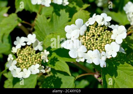 Guelderrose (viburnum opulus), Nahaufnahme der Blütenköpfe, die sterilen äußeren Blüten hatten sich geöffnet, die inneren fruchtbaren noch zu öffnen. Stockfoto