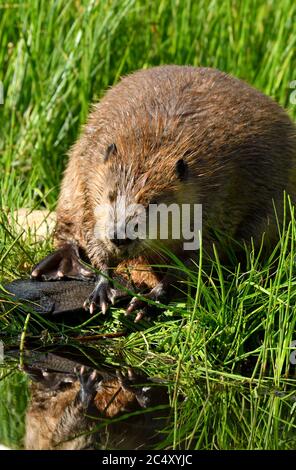 Ein wilder Biber (Castor canadensis), der im üppigen Gras an seinem Biberteich im ländlichen Alberta Canada sitzt. Stockfoto