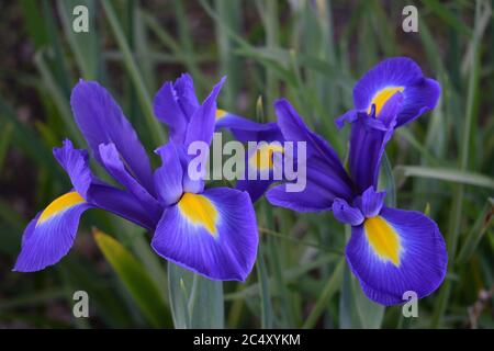 Iris. Nahaufnahme von zwei Blüten mit blauen und gelben Blütenblättern. Stockfoto
