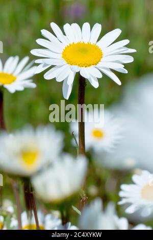 Ochsenauge-Gänseblümchen (Leucanthemum vulgare oder Chrysantheme leucanthemum), auch Marguerite oder Hundedaisy, Nahaufnahme mehrerer Blüten. Stockfoto