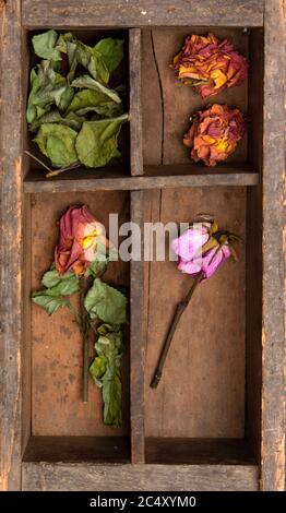 Verblasste Rose in einer Holzkiste Stockfoto