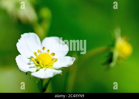 Wilde Erdbeere (fragaria vesca), Nahaufnahme einer einzelnen Blume isoliert vor einem unscharf Hintergrund. Stockfoto