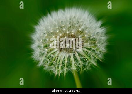 Ein wilder dandylion Kopf auf einem grünen Hintergrund, drehen sich zu Samen und immer bereit, im ländlichen Alberta Kanada zu zerstreuen. Stockfoto