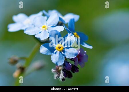 Holz-Vergiss-mich-nicht (myosotis sylvatica), Nahaufnahme eines einzigen Blütenkopfes, isoliert vom Hintergrund mit geringer Schärfentiefe. Stockfoto