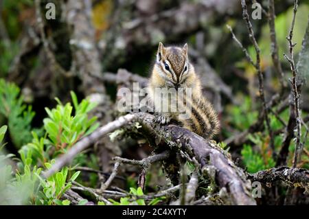 Ein kleiner, am wenigsten gechipmunk 'Eutamias minimus', der Samen auf gebogenen Baumwurzeln auf dem Waldboden im ländlichen Alberta Kanada frisst. Stockfoto