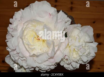 Pfingstrose oder Paeonia. Name Duchesse De Nemours. Nahaufnahme von zwei weißen Blüten mit Holzhintergrund. Stockfoto