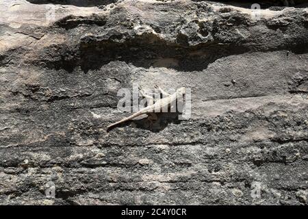 Eidechse auf felsigen Vorsprung. Trockene, heiße Wüstenlandschaft. Getarnt gegen raue Outdoor-Bergfelsen. Stockfoto