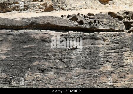 Eidechse auf felsigen Vorsprung. Trockene, heiße Wüstenlandschaft. Getarnt gegen raue Outdoor-Bergfelsen. Stockfoto