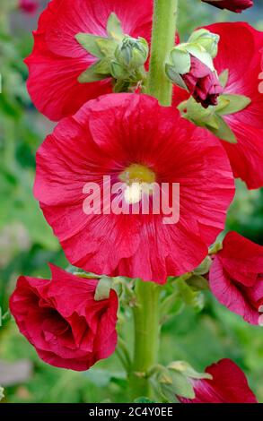 Rote Hollyhocks im englischen Garten, norfolk, england Stockfoto