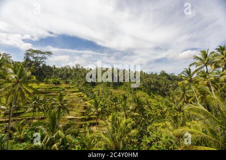 Wunderschöne grüne Reisfelder auf Bali, Jatiluwih bei Ubud, Indonesien Stockfoto