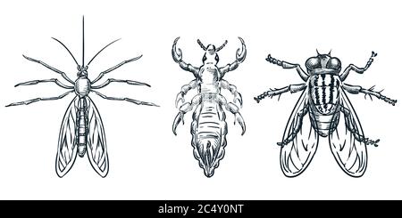 Symbole für blutsaugende Insektenparasiten. Vektor handgezeichnete Skizzendarstellung. Fehler von oben. Moskito, Laus, Floh und Fliege, isoliert auf weißem Hintergrund Stock Vektor