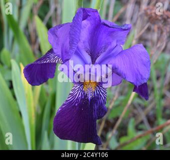 Alte Englische Purple Iris. Nahaufnahme einer großen Blume mit gelben Staubgefäßen und weißen Stempeln auf blauen Blütenblättern. Stockfoto