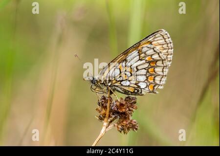 Heide Fritillary Schmetterling auf toten Samenkopf ruhend Stockfoto