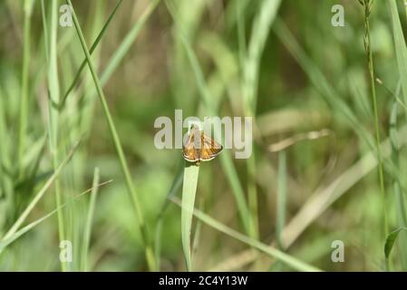 Kleiner Skipper Schmetterling (Thymelicus sylvestris) auf Grashalme in Lichfield, Großbritannien Stockfoto
